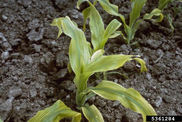 stalk of corn with green and yellow stripes growing in brown dirt